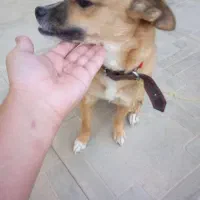 سگ میکس اشپیتز|سگ|گلبهار, نوبهار|دیوار