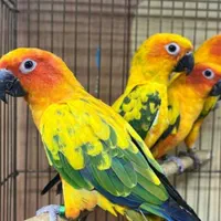 عروس هلندی قناری فنج مرغ عشق طوطی برزیلی|پرنده|پارس‌آباد, |دیوار