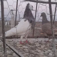کبوتر طوقی چفتگاه تهرانی پرشی