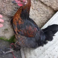 10عدد خروس های جوان وآواز خوان محلی|حیوانات مزرعه|رشت, بوسار|دیوار