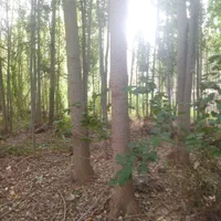 فروش باغ ویلا با مجوز ساخت و برق در روستای مارکده