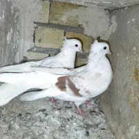 گرده دار کبوتر|پرنده|بروجرد, |دیوار