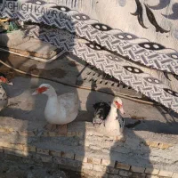 شهرک طالقانی|حیوانات مزرعه|بندر ماهشهر, |دیوار