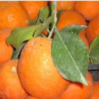 نارنج آبدار و تازه