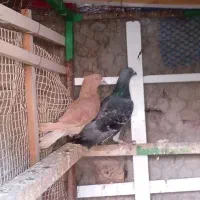 کبوتر|پرنده|بم, |دیوار