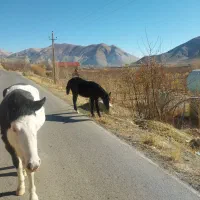 دوتا کره اسب فروشی|حیوانات مزرعه|ارجمند, |دیوار