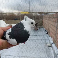 سه عدد کبوتر ماده