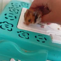 همستر|موش و خرگوش|دماوند, گیلاوند|دیوار