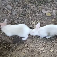 یک جفت خرگوش