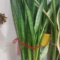 گلهای طبیعی