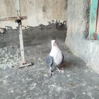 کلسفید|پرنده|قم, چهل اختران|دیوار