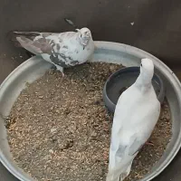 کفتر سفید|پرنده|محمدشهر, شهرک پیام (مهرالبرز)|دیوار