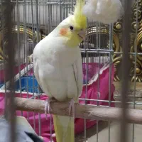 طوطی عروس هلندی نر سفیدو زرد اماده جفت