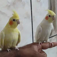 دوعدد عروس هلندی