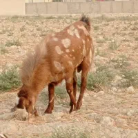 پازن داشتی تخمی مخصوص گله بز