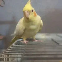 فروش عروس هلندی|پرنده|تهران, حشمتیه|دیوار