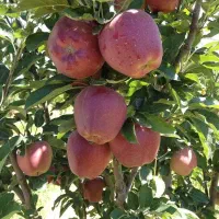 نهال وگل فروشی وهرس کاری|گل و گیاه طبیعی|اردبیل, |دیوار