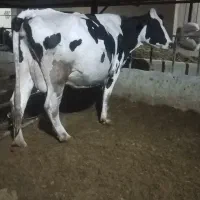 گاوداری اصیل داشتی و گوشتی