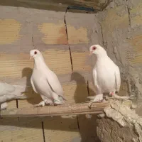 کبوتر