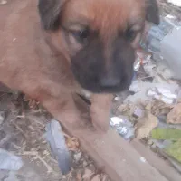 سگ قدریجونی