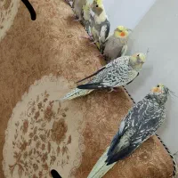 جفت عروس هلندی|پرنده|اهواز, ۳۰ متری|دیوار