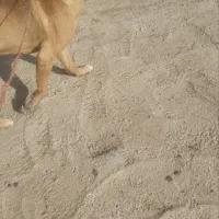 سگ سرابی اصل نترس|سگ|لالجین, |دیوار