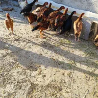 مرغ و خروس لاری