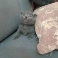 پیشی اسکاتیش/۲ماهه/ فلدآنفلد/شجره دا/آپارتمانی|گربه|فردیس, شهرک ناز|دیوار