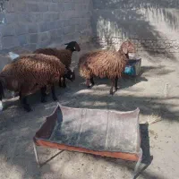 3 بره نر درجه یک برای ذبح و.. 2 بزغاله نر شیری