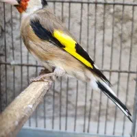 سهره نر دورگ|پرنده|سیرجان, |دیوار