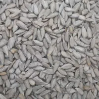 مغز تخمه آفتابگردان