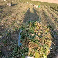 شلغم دامی|حراج|خمینی‌شهر, |دیوار