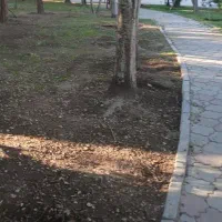 بچه خرگوش