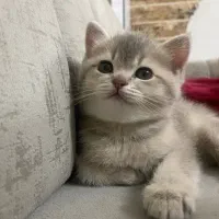 گربه|گربه|تبریز, |دیوار