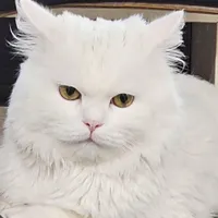 واگذاری گربه پرشین