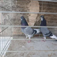 کفتر پرشی