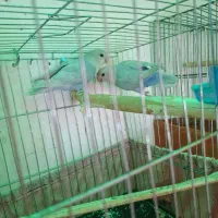 طوطی برزیلی یووینگ پاربلو نر و ماده|پرنده|اسلام‌شهر, شهرک واوان|دیوار