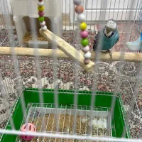 مرغ عشق انگیلیسی|پرنده|یزد, |دیوار