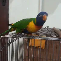 کشور ملوس هلندیون رام ضمانت 1 سال|پرنده|تهران, گلستان (شهرک راه آهن)|دیوار