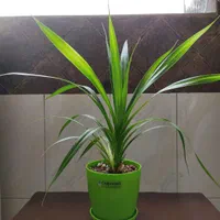 گل پاندانوس سایز کوچک و بزرگ