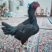 مرغ لاری