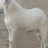 کهره نر چاق قصابی