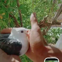 کله سفید کلاغ کاکلی
