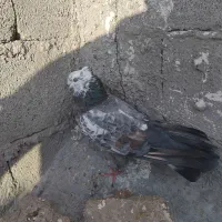 کبوتر تهرانی|پرنده|مرند, |دیوار