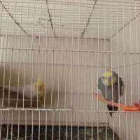 عروس هلندی معاوضه با گرینچیک|پرنده|رضویه, |دیوار