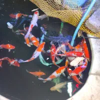 ماهی کوی گرید aaa فول چرم|ماهی|تبریز, |دیوار