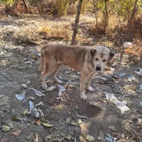 سگ پژدر سفت|سگ|قدس, شهرک دانش|دیوار