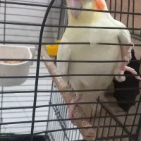 یه جفت عروس هلندی