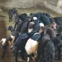 بره ماده همو و هترو|حیوانات مزرعه|ایواوغلی, |دیوار