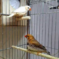 فنچ ایزابل ، اورنج